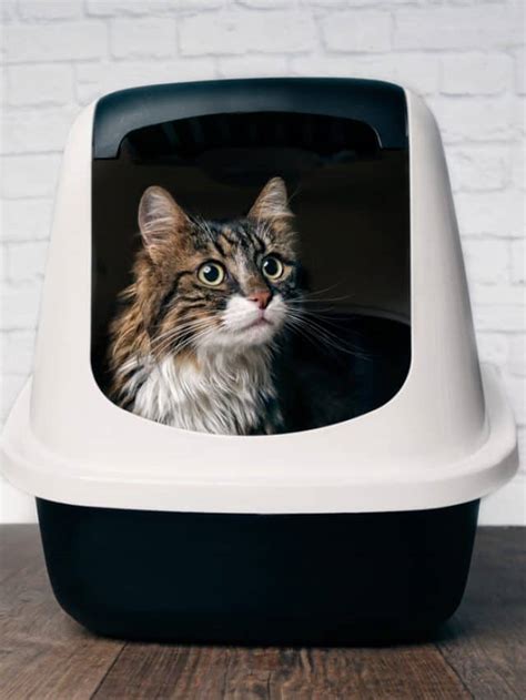best cat litter box for apartment